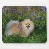 Spitz-stehende schauende Kamera Mousepad (Vorne)