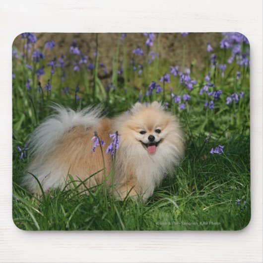 Spitz-stehende schauende Kamera Mousepad (Vorne)