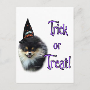 Spitz Trick Postkarte