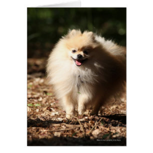 Spitz Trotting in den gefallenen Blätter