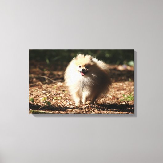 Spitz Trotting in den gefallenen Blätter Leinwanddruck (Vorderseite)