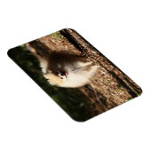 Spitz Trotting in den gefallenen Blätter Magnet (Rechte Seite)