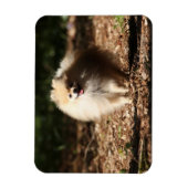 Spitz Trotting in den gefallenen Blätter Magnet (Vertikal)