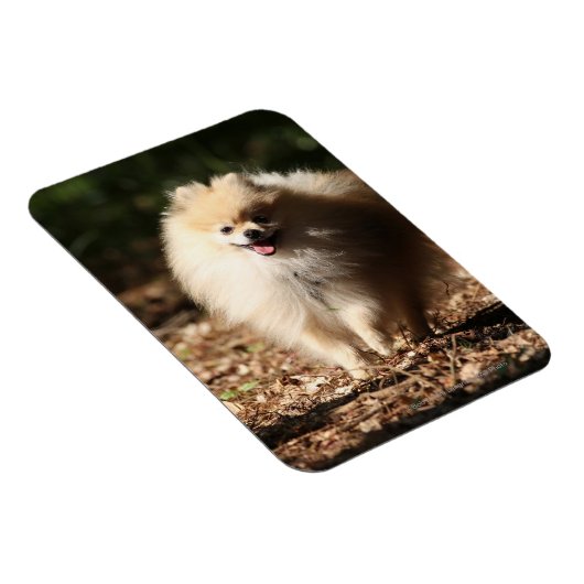 Spitz Trotting in den gefallenen Blätter Magnet (Rechte Seite)