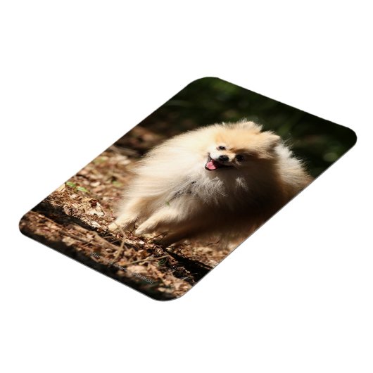 Spitz Trotting in den gefallenen Blätter Magnet (Linke Seite)