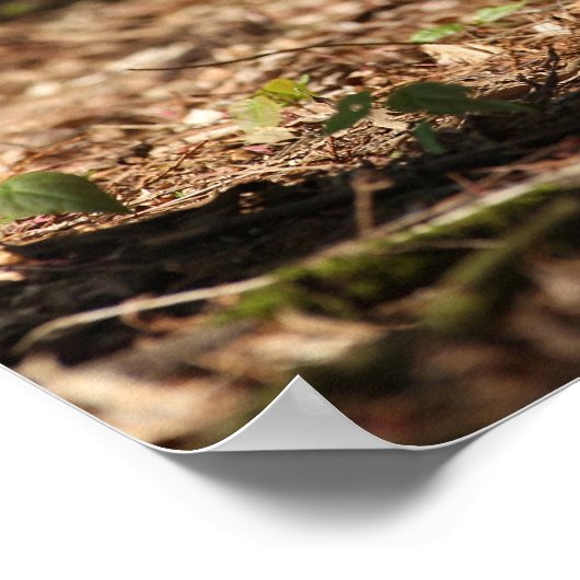 Spitz Trotting in den gefallenen Blätter Poster (Ecke)