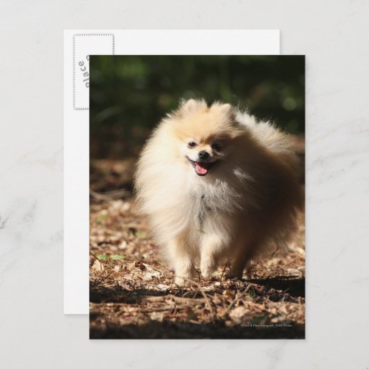 Spitz Trotting in den gefallenen Blätter Postkarte (Vorne/Hinten)