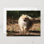 Spitz Trotting in den gefallenen Blätter Postkarte (Vorne/Hinten)