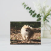 Spitz Trotting in den gefallenen Blätter Postkarte (Stehend Vorderseite)