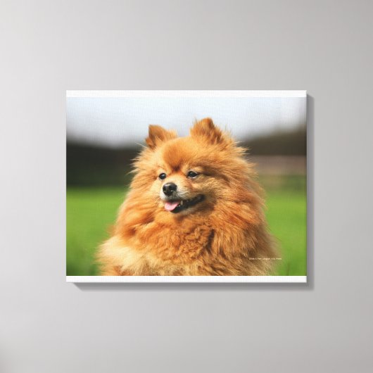 Spitz Watching Leinwanddruck (Vorderseite)