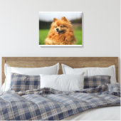 Spitz Watching Leinwanddruck (Insitu (Schlafzimmer))