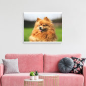 Spitz Watching Leinwanddruck (Insitu (Wohnzimmer))