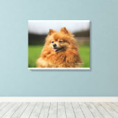 Spitz Watching Leinwanddruck (Insitu (Holzboden))