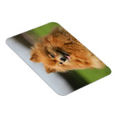 Spitz Watching Magnet (Rechte Seite)