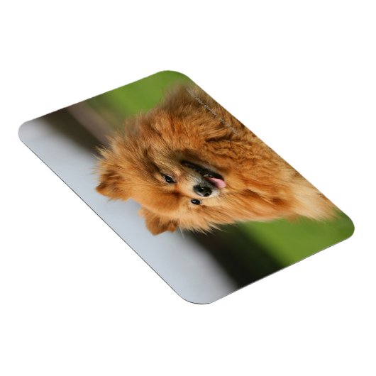 Spitz Watching Magnet (Rechte Seite)