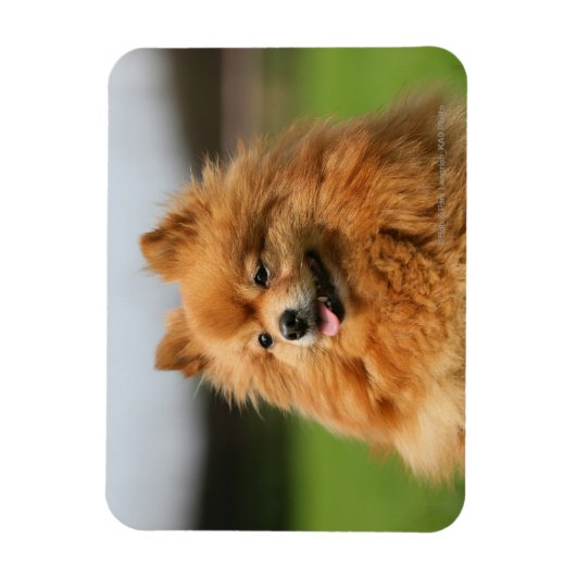 Spitz Watching Magnet (Vertikal)