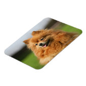 Spitz Watching Magnet (Linke Seite)