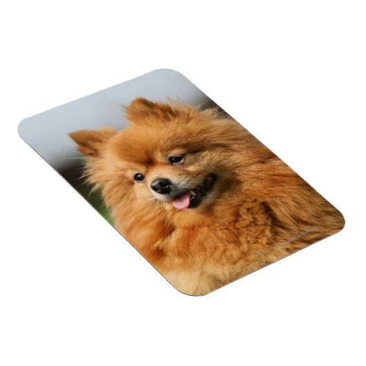 Spitz Watching Magnet (Rechte Seite)