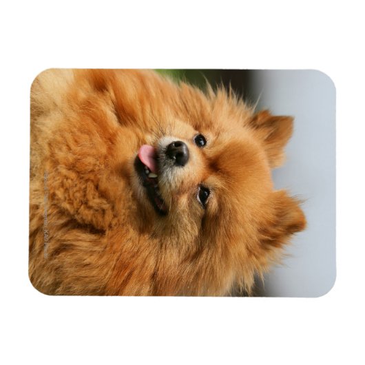 Spitz Watching Magnet (Horizontal)