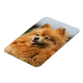 Spitz Watching Magnet (Linke Seite)