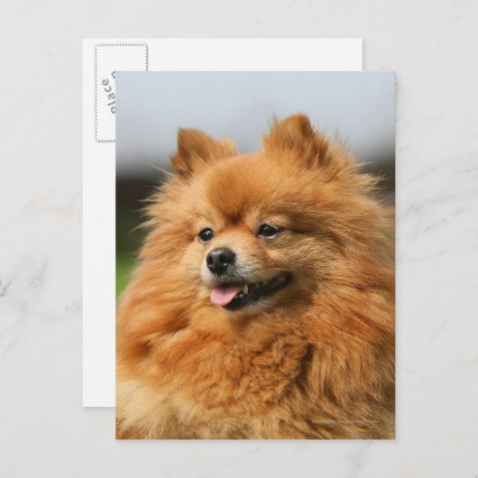 Spitz Watching Postkarte (Vorne/Hinten)