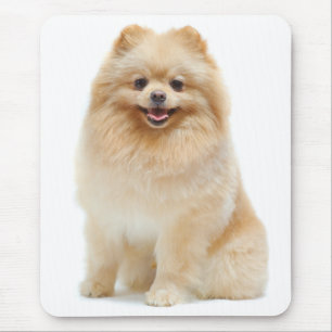 Spitz Welpe Hund Mousepad