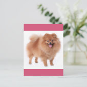 Spitz Welpen-Dockingkarte Postkarte (Stehend Vorderseite)