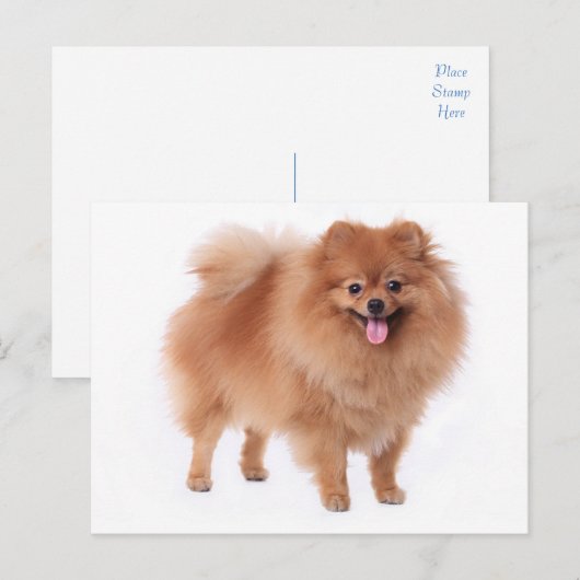 Spitz Welpen-Dockingkarte Postkarte (Vorne/Hinten)