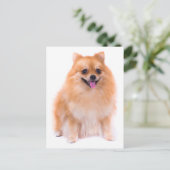 Spitz Welpen-Dockingkarte Postkarte (Stehend Vorderseite)