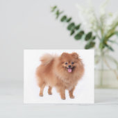 Spitz Welpen-Dockingkarte Postkarte (Stehend Vorderseite)