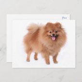 Spitz Welpen-Dockingkarte Postkarte (Vorne/Hinten)