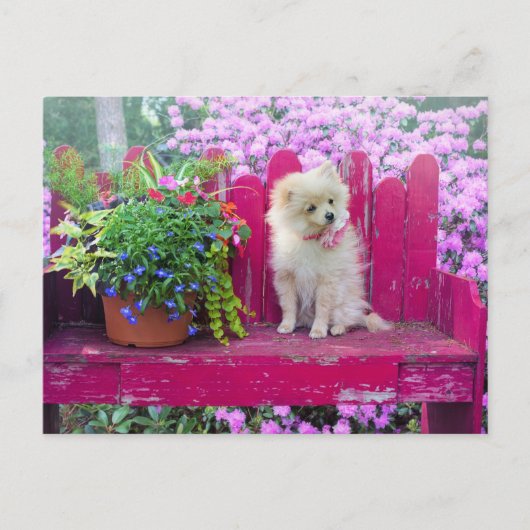 Spitz Welpen Hund Hütte Garden Szene Postkarte (Vorderseite)