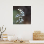 Spitze auf Blätter Poster (Küche)