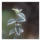 Spitze auf Blätter Poster (Vorderseite)