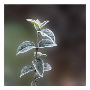 Spitze auf Blätter Poster