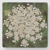 Spitze der Königin-Anne Steinuntersetzer (Vorderseite)