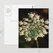 Spitze der Königin-Anns Postkarte (Vorne/Hinten)