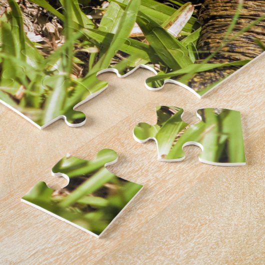 Spitze lange Schildkröte Nasen-Floridas Softshell Puzzle (Seite)