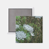 Spitze-weiße wilde Blume der Königin-Anne Magnet (Vorderseite/Rückseite)