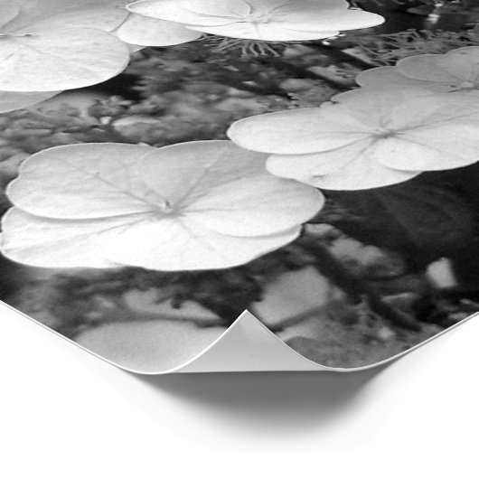 Spitzen-Cap Hydrangea Schwarz-Weiß Poster (Ecke)
