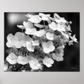 Spitzen-Cap Hydrangea Schwarz-Weiß Poster (Vorne)