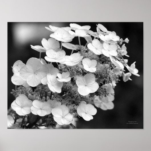 Spitzen-Cap Hydrangea Schwarz-Weiß Poster (Vorne)