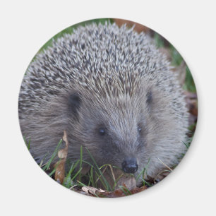 Spitzen-Magnet Magnet