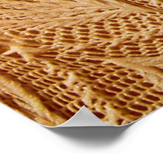 Spitzentextilien Poster (Ecke)