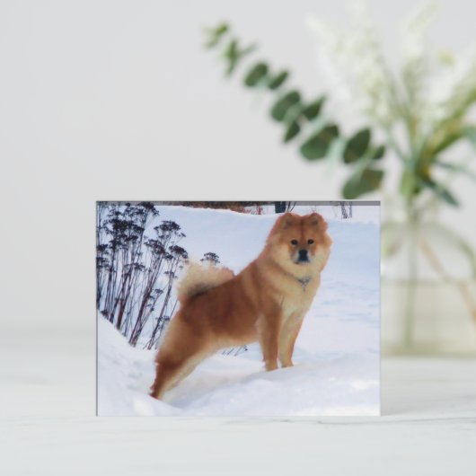 Spitzmaler Postkarten (Stehend Vorderseite)