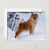 Spitzmaler Postkarten (Vorne/Hinten)