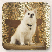 Spitzmischung Untersetzer (Vorderseite)