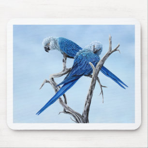 Spix Macawgeschenke für den Spix Liebhaber Mousepad