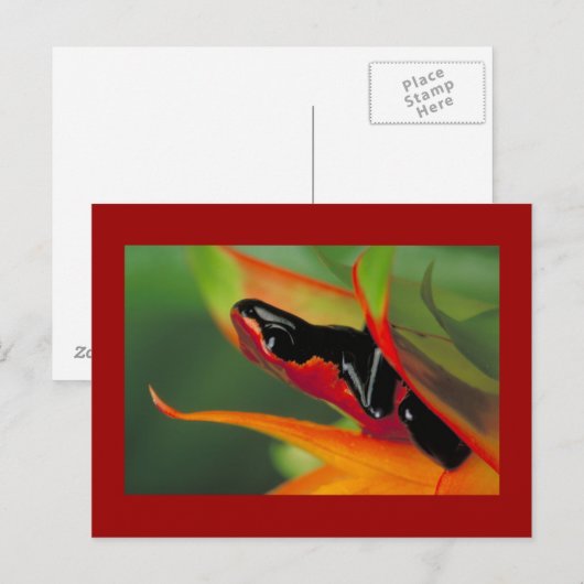 Splash-Backenfrosch Postcard Postkarte (Vorne/Hinten)