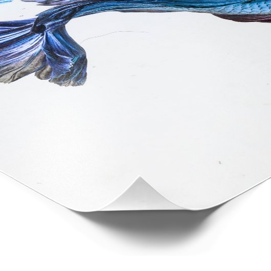 Splash Betta Fish Fotodruck (Ecke)